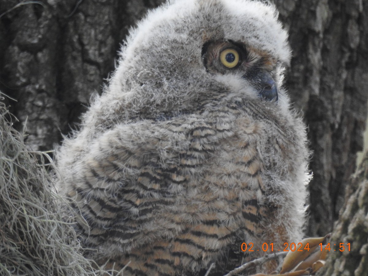 Great Horned Owl - ML614287072