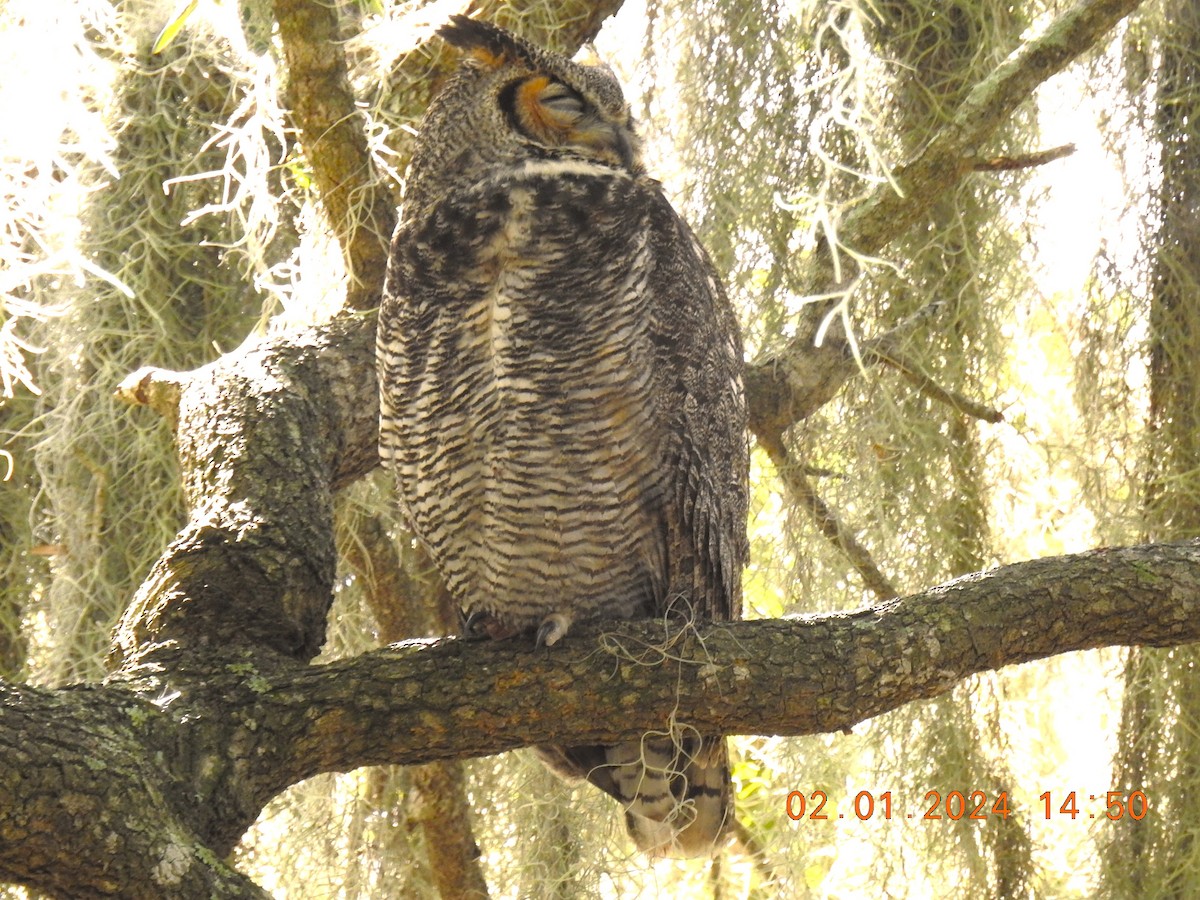 Great Horned Owl - ML614287087