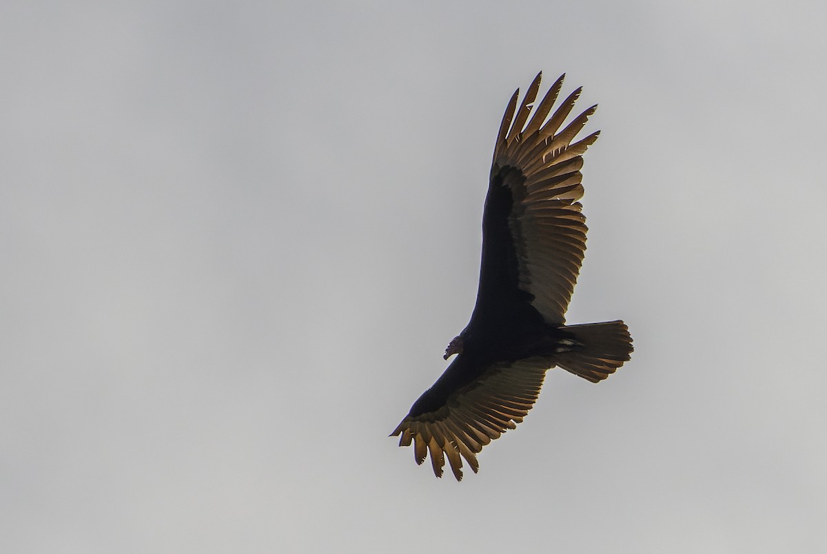 Turkey Vulture (Northern) - ML614287437