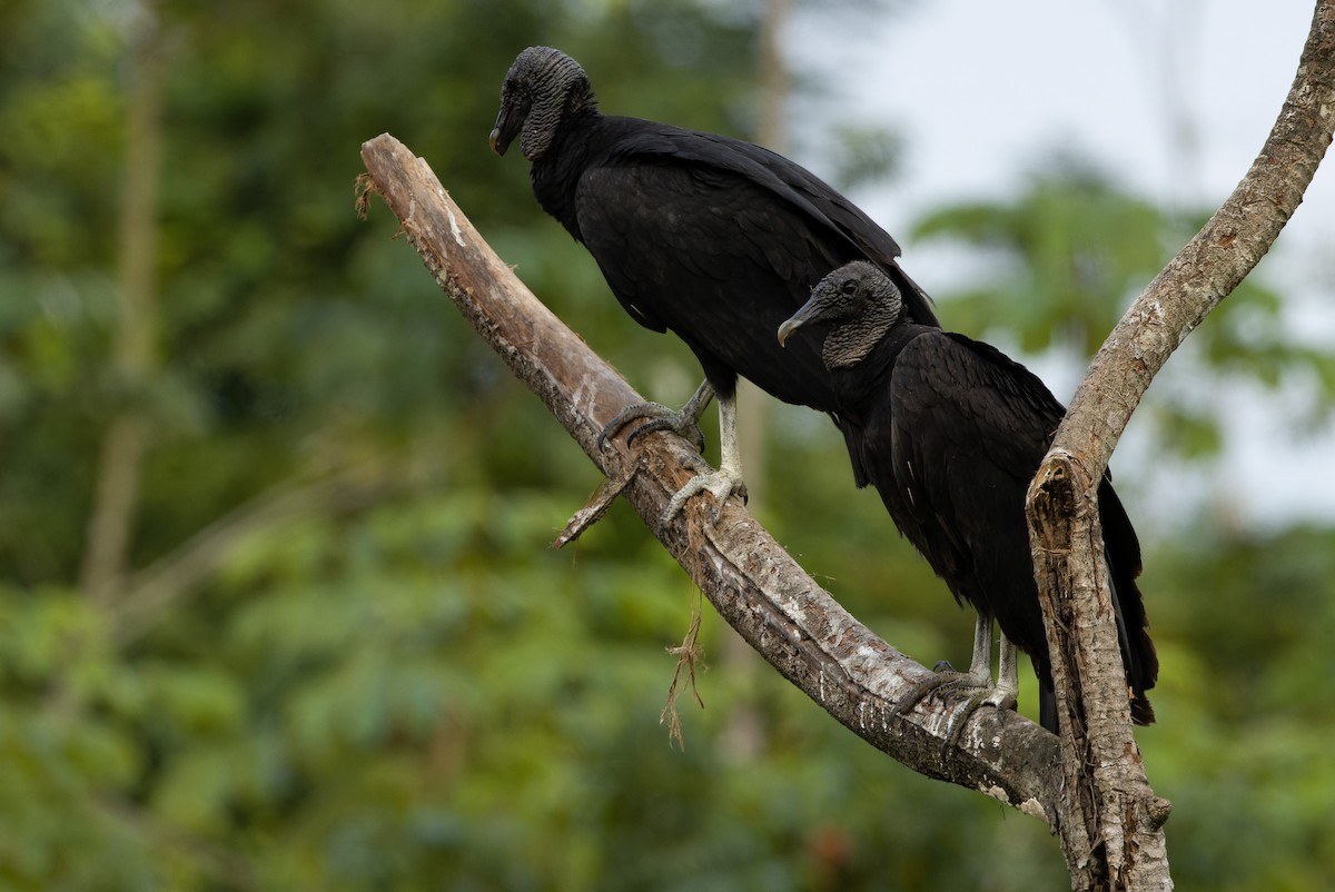Black Vulture - Joachim Bertrands
