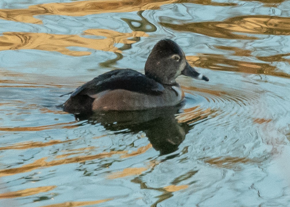 Ring-necked Duck - ML614287613