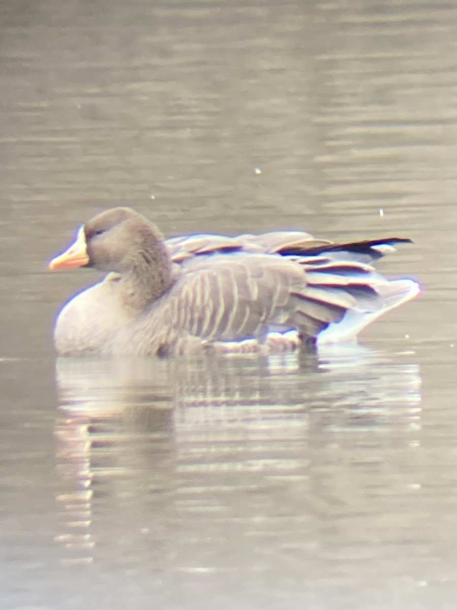 Greater White-fronted Goose - ML614287657
