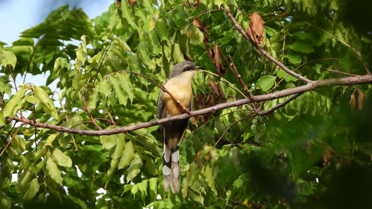 Mangrove Cuckoo - ML614287721