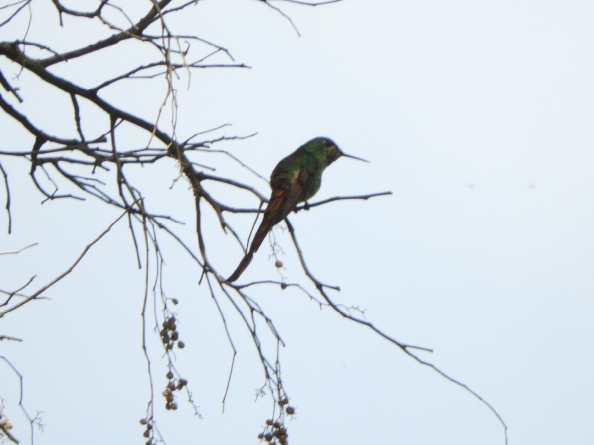 Red-tailed Comet - ML614287819