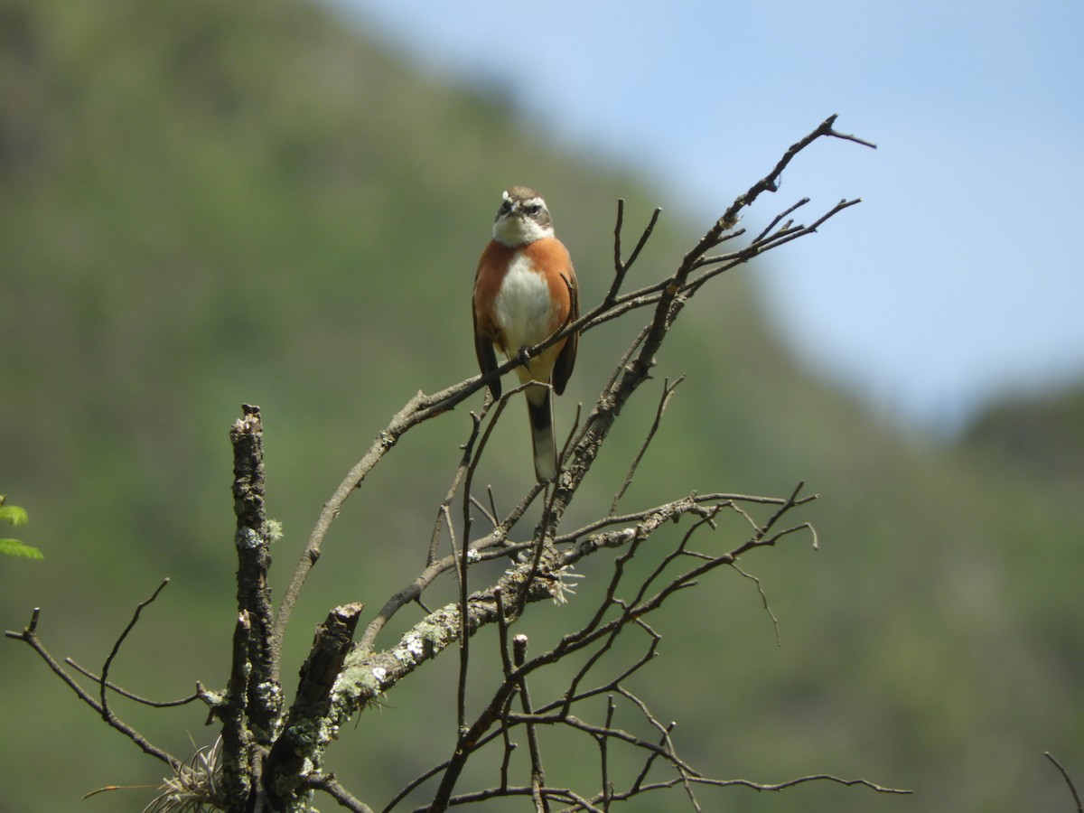 Bolivian Warbling Finch - Alejandro Penco