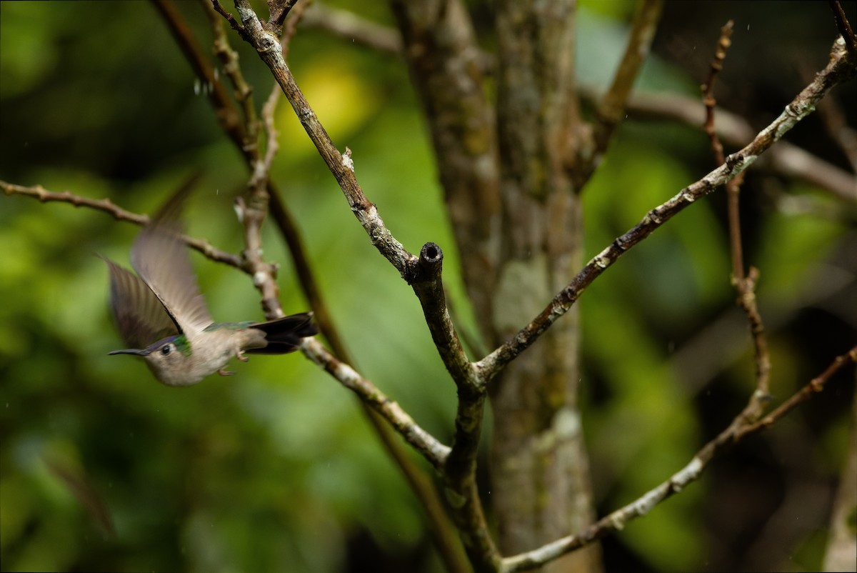 Wedge-tailed Sabrewing (Wedge-tailed) - ML614287863