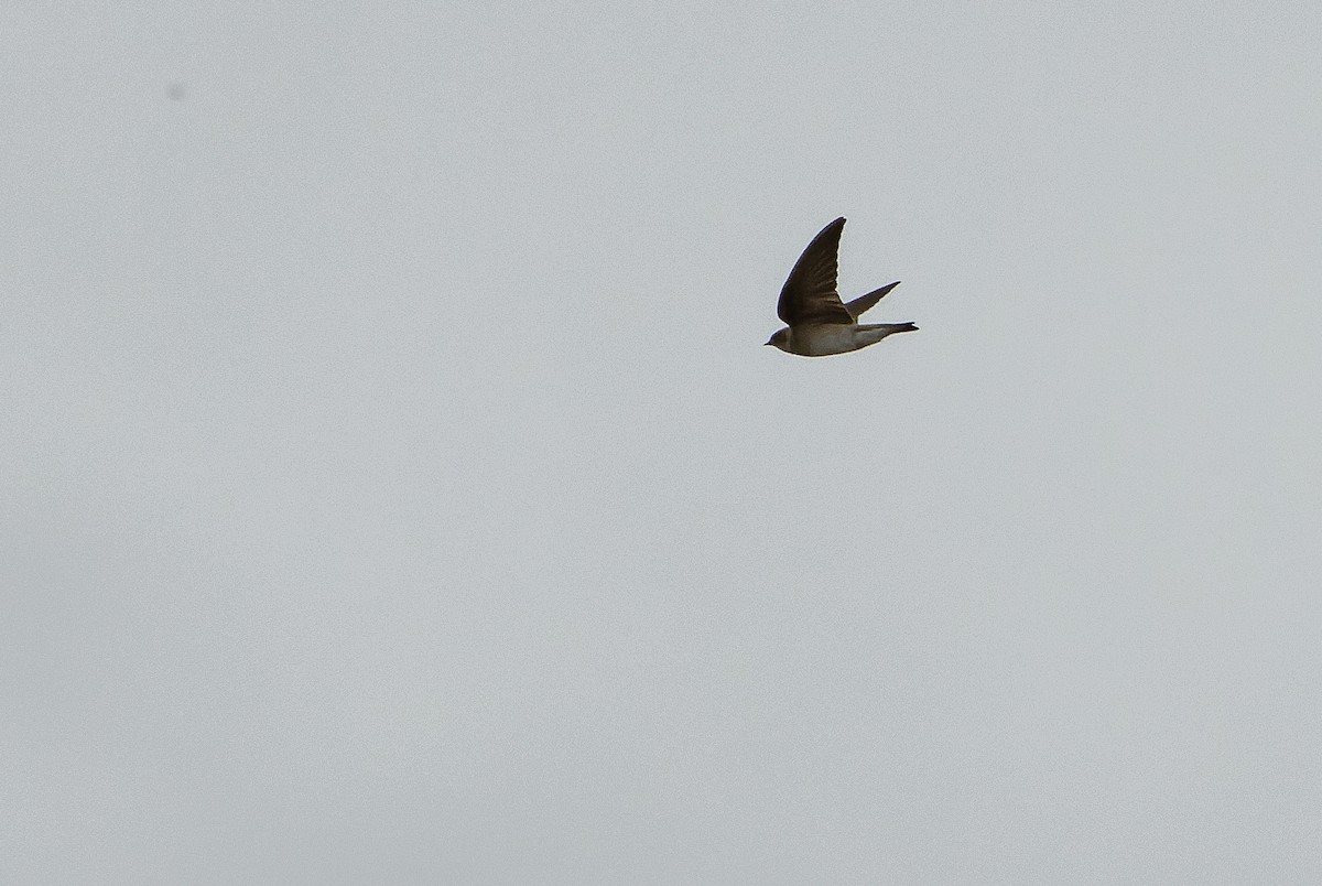 Northern Rough-winged Swallow (Northern) - ML614287999