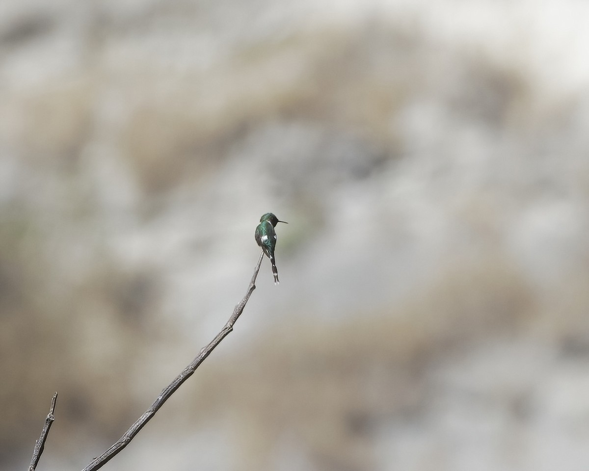 Sparkling-tailed Hummingbird - ML614288154
