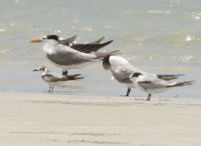 White-winged Tern - ML614288218