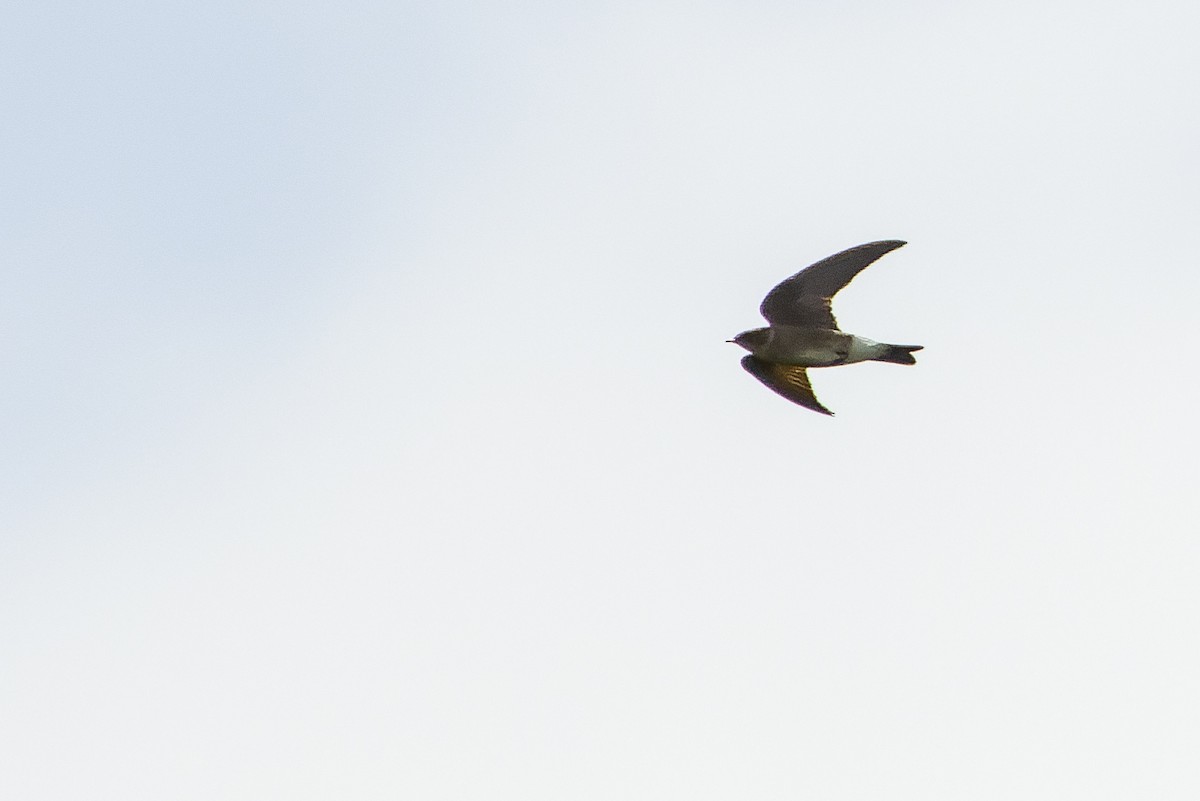 Northern Rough-winged Swallow (Ridgway's) - ML614288294