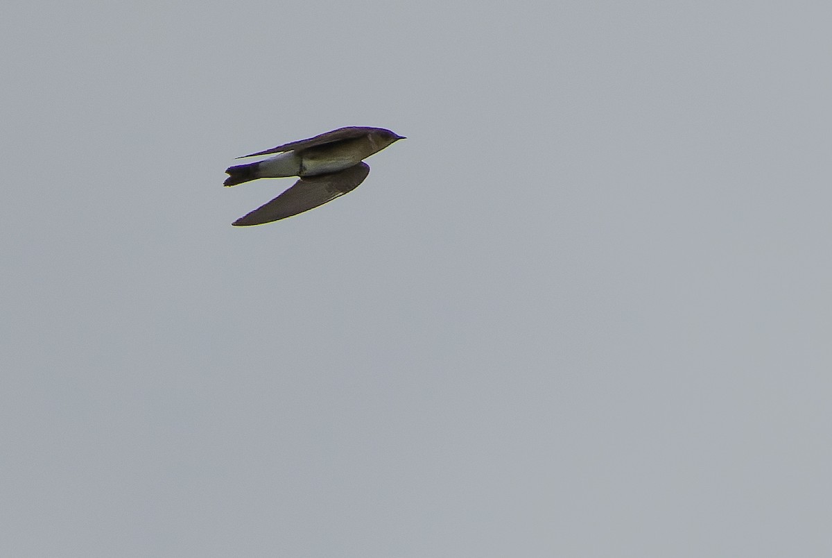 Northern Rough-winged Swallow (Ridgway's) - ML614288297