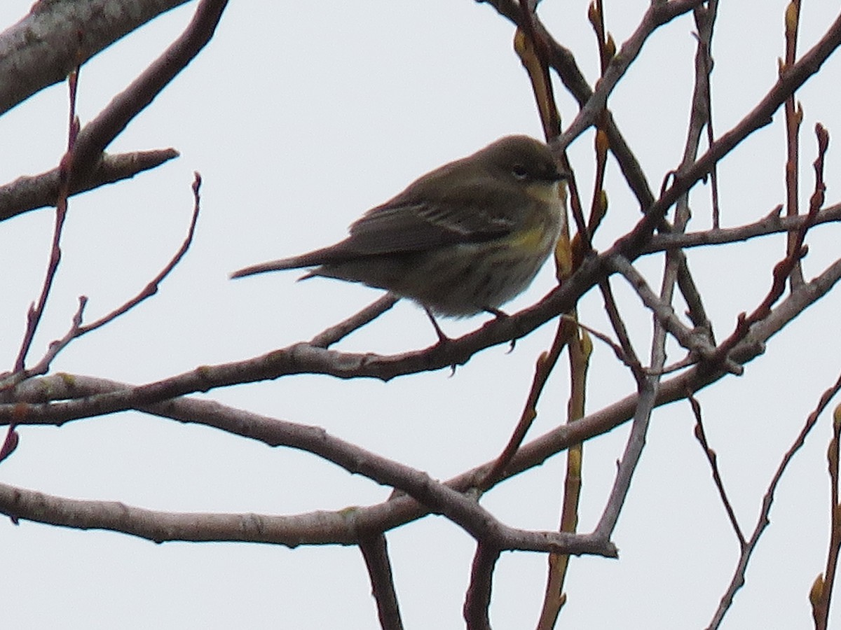 Yellow-rumped Warbler (Audubon's) - ML614288443