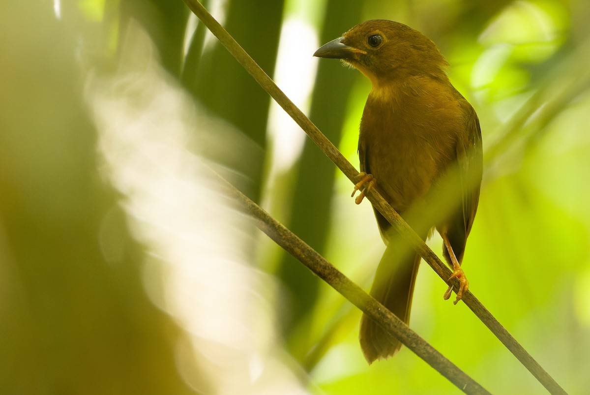 Red-throated Ant-Tanager (Salvin's) - Joachim Bertrands