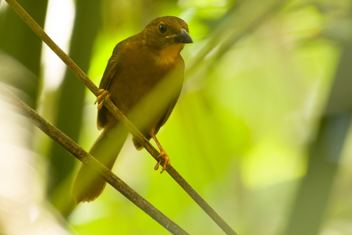 Red-throated Ant-Tanager (Salvin's) - ML614288677