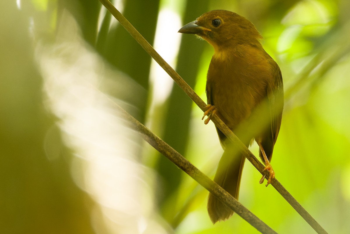 Red-throated Ant-Tanager (Salvin's) - ML614288678