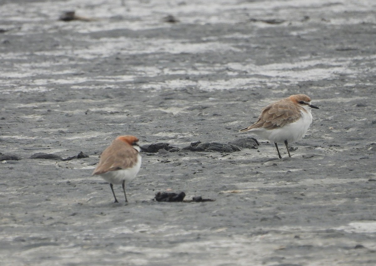 Red-capped Plover - ML614288823