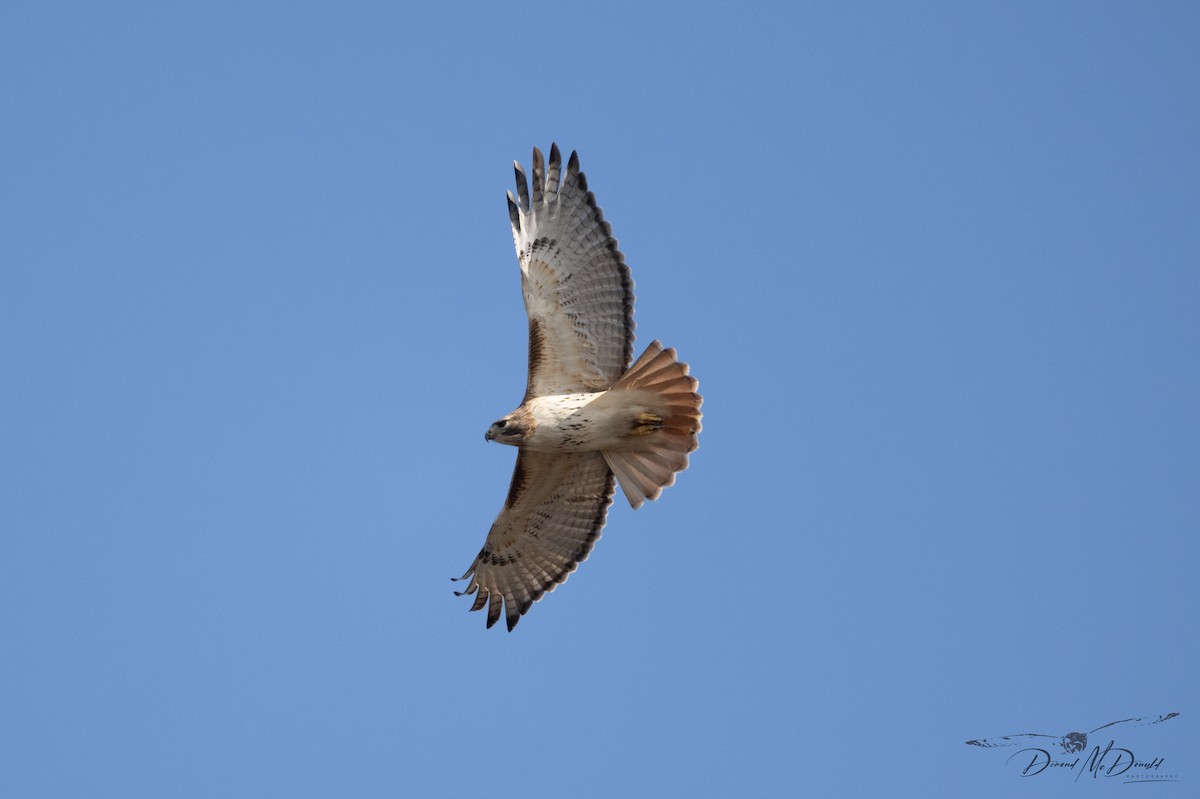 Red-tailed Hawk - ML614289055