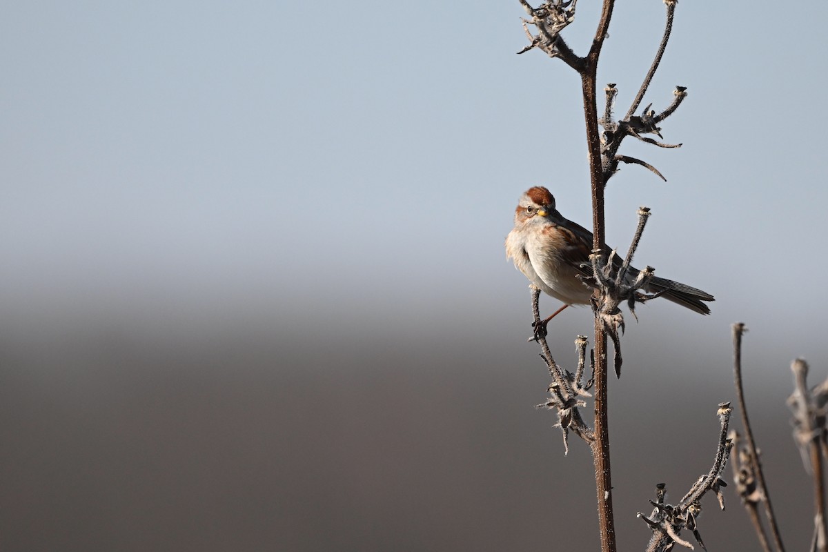 American Tree Sparrow - Demond McDonald