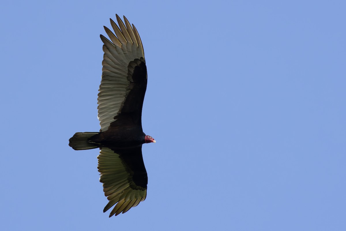 Turkey Vulture (Northern) - Joachim Bertrands