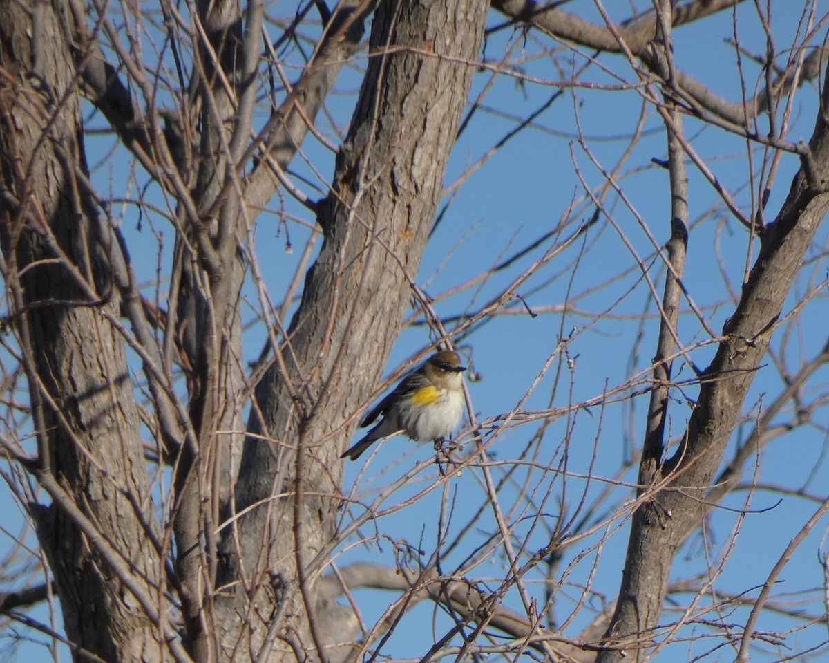 Yellow-rumped Warbler (Myrtle) - ML614289297