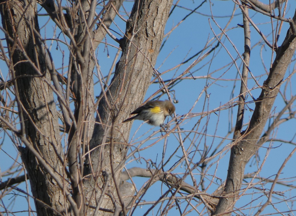 Yellow-rumped Warbler (Myrtle) - ML614289301