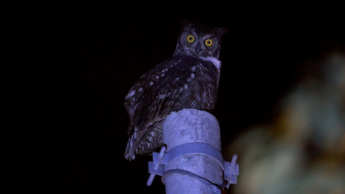 Great Horned Owl - ML614289779