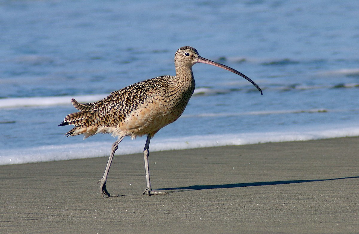 Long-billed Curlew - ML614289817