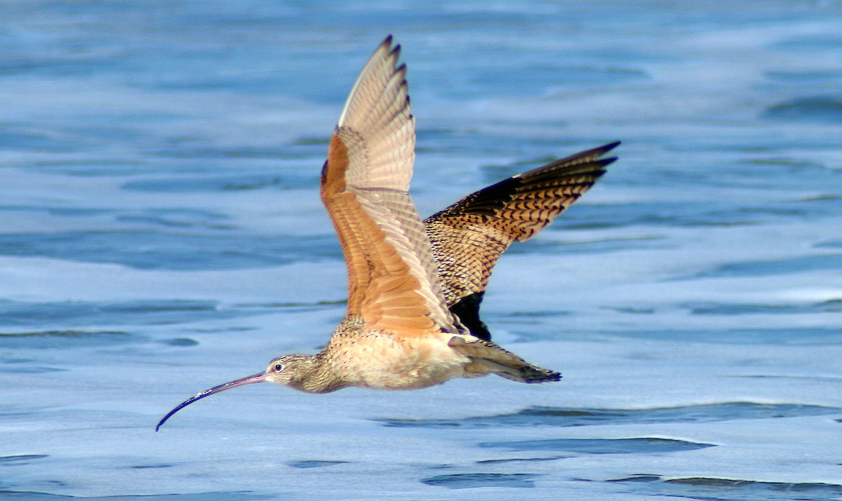 Long-billed Curlew - ML614289818