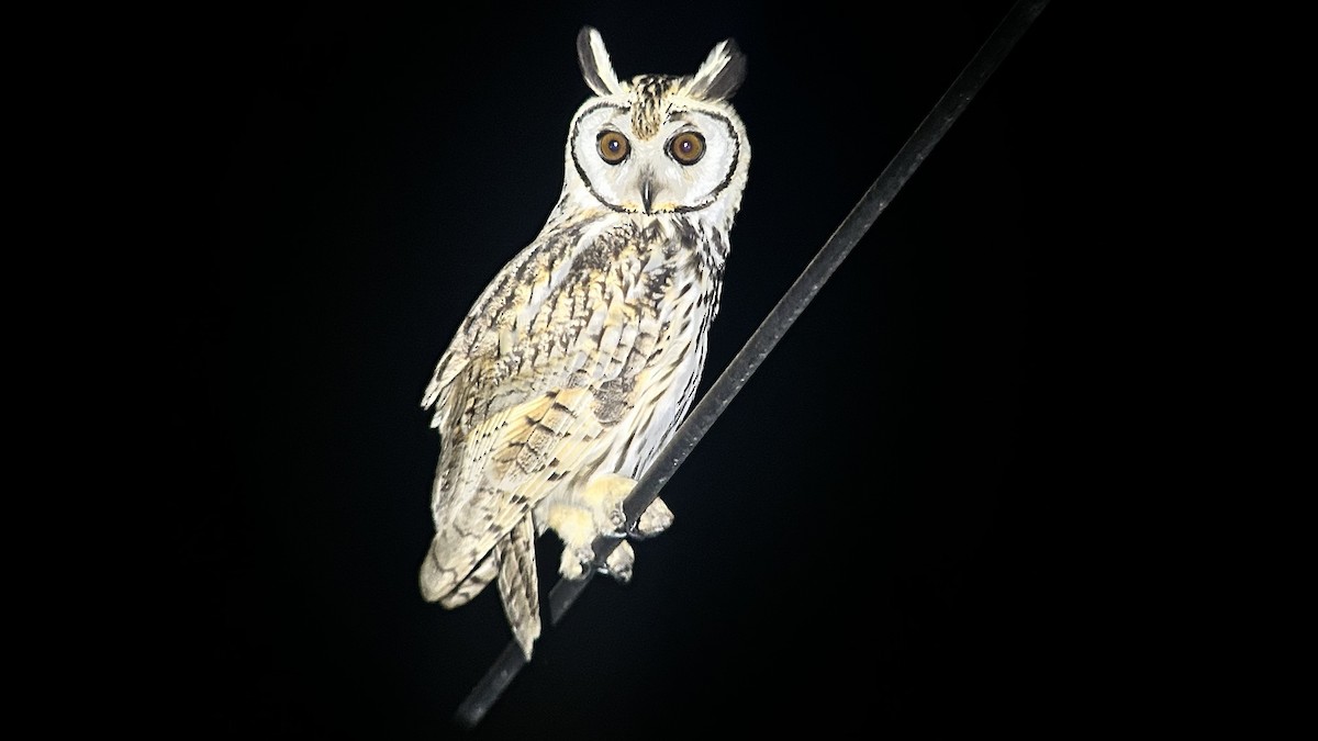 Striped Owl - ML614289838