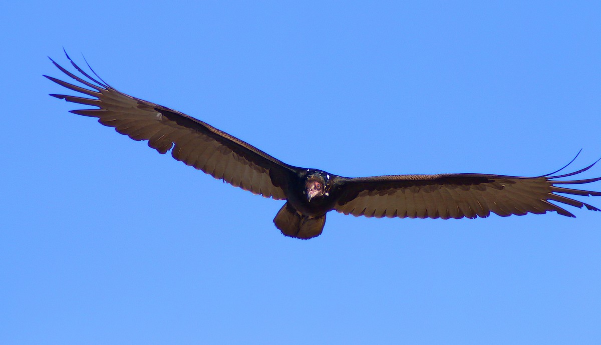 Turkey Vulture - Peter Fuller