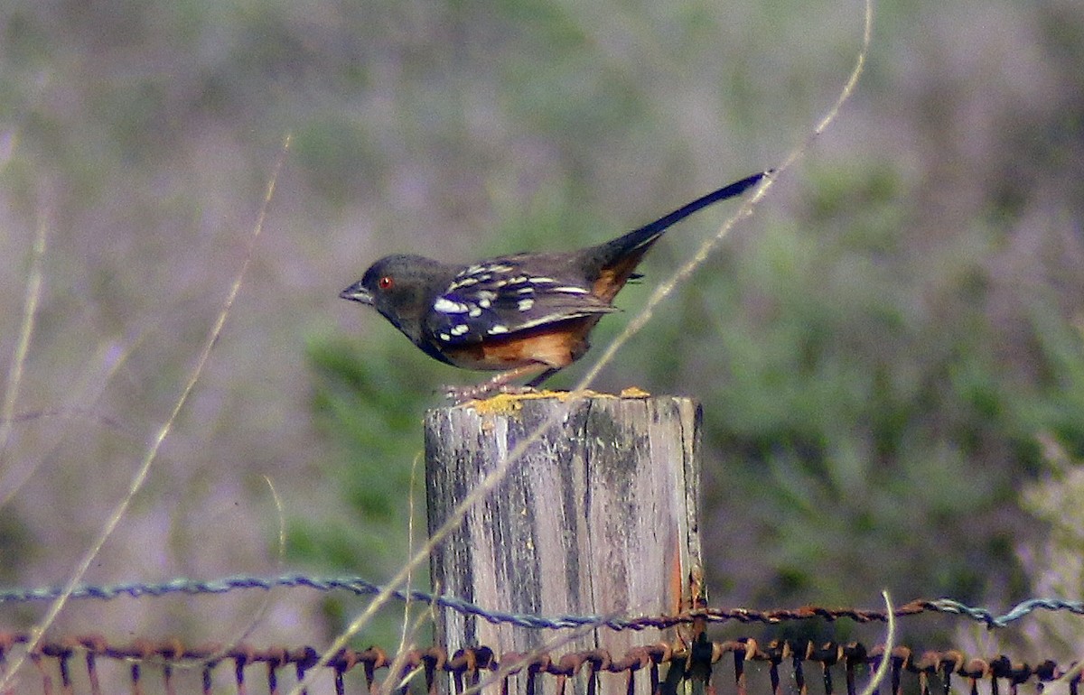 Spotted Towhee - ML614289854