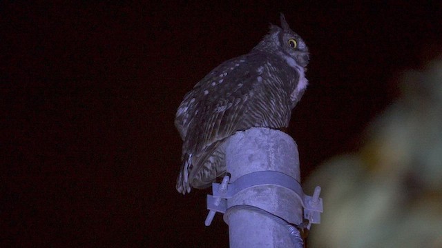 Great Horned Owl - ML614289935