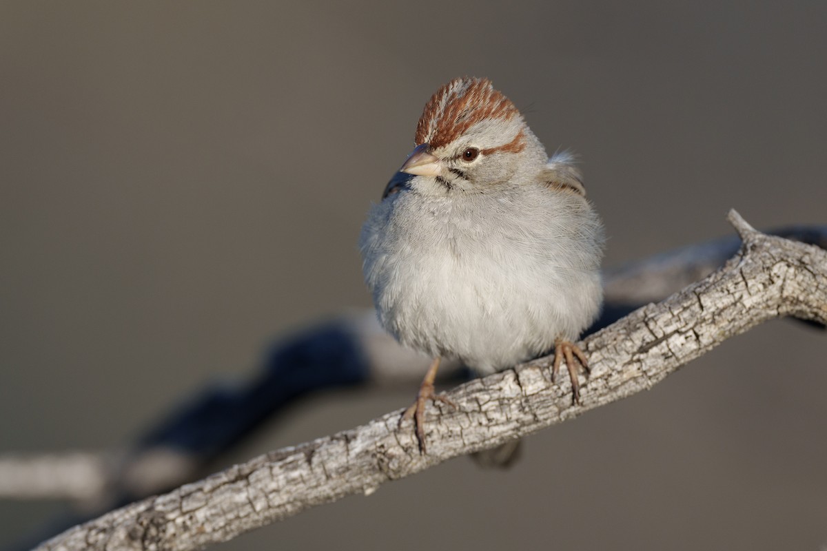 Rufous-winged Sparrow - Jeff Hapeman