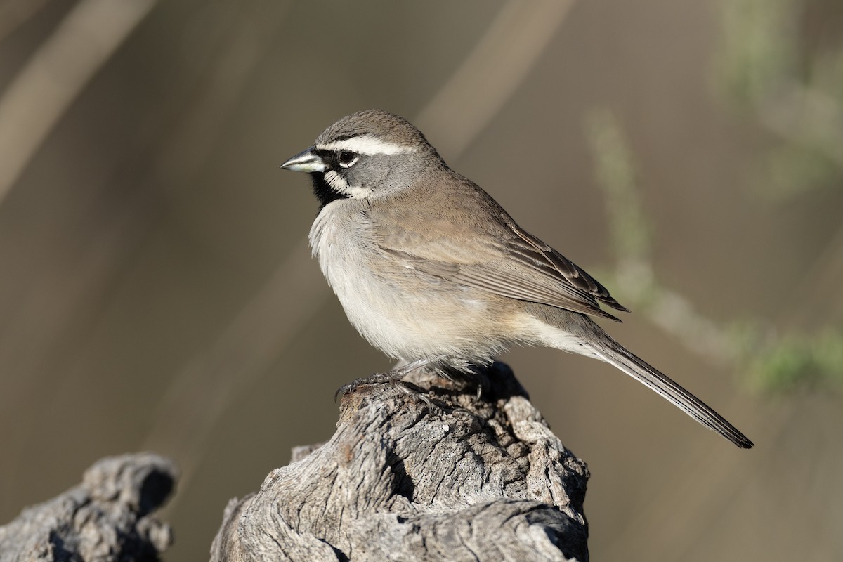 Black-throated Sparrow - ML614289999