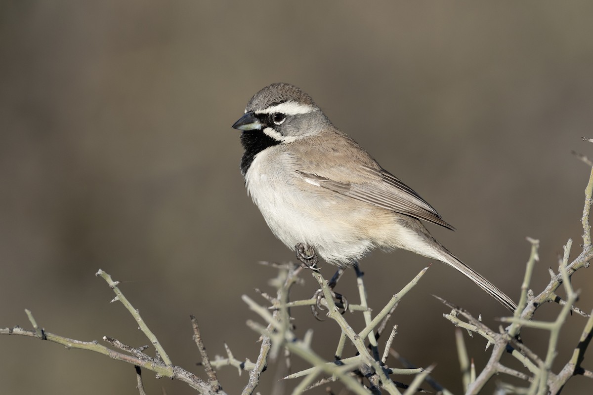 Black-throated Sparrow - Jeff Hapeman