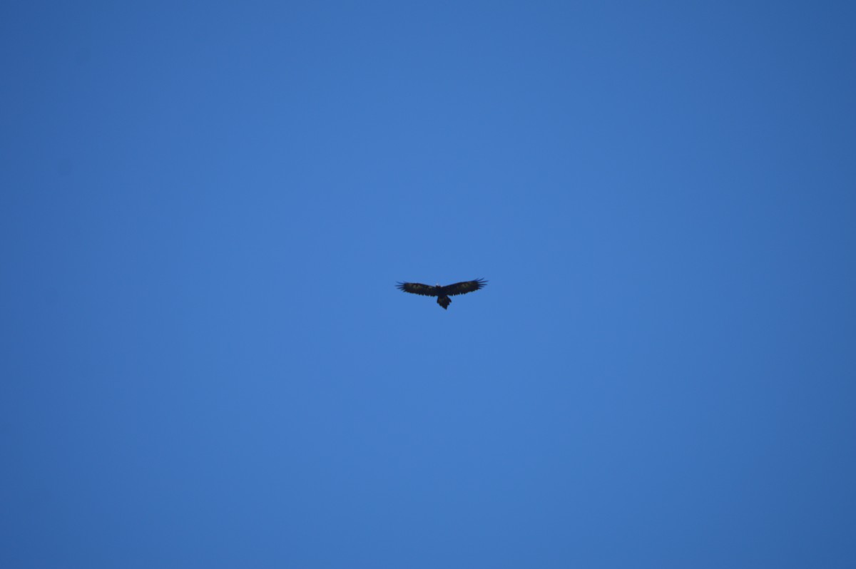 Wedge-tailed Eagle - ML614290019