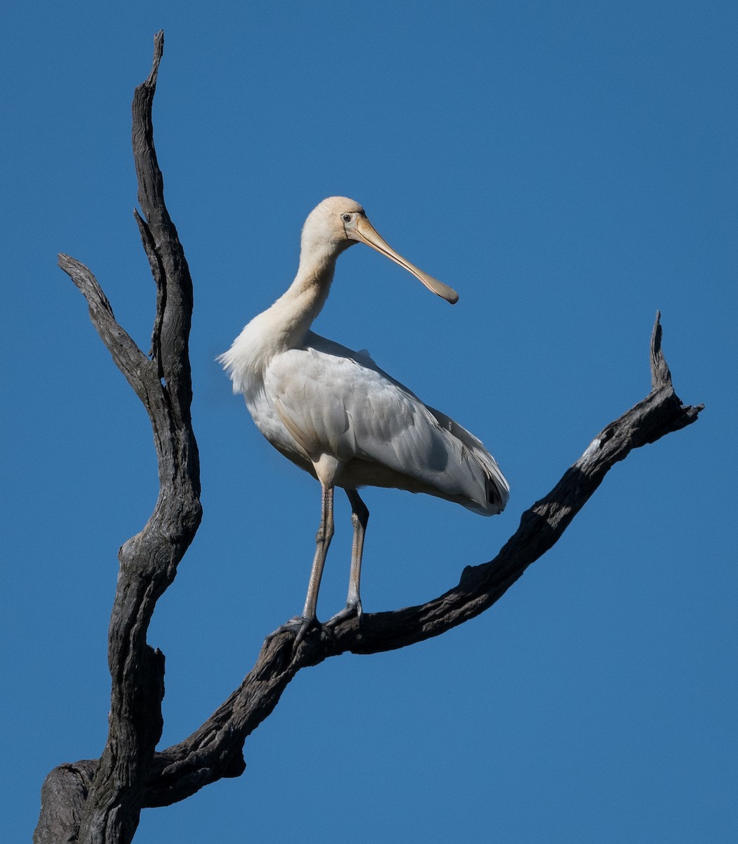 Yellow-billed Spoonbill - Greg & Jeanette Licence