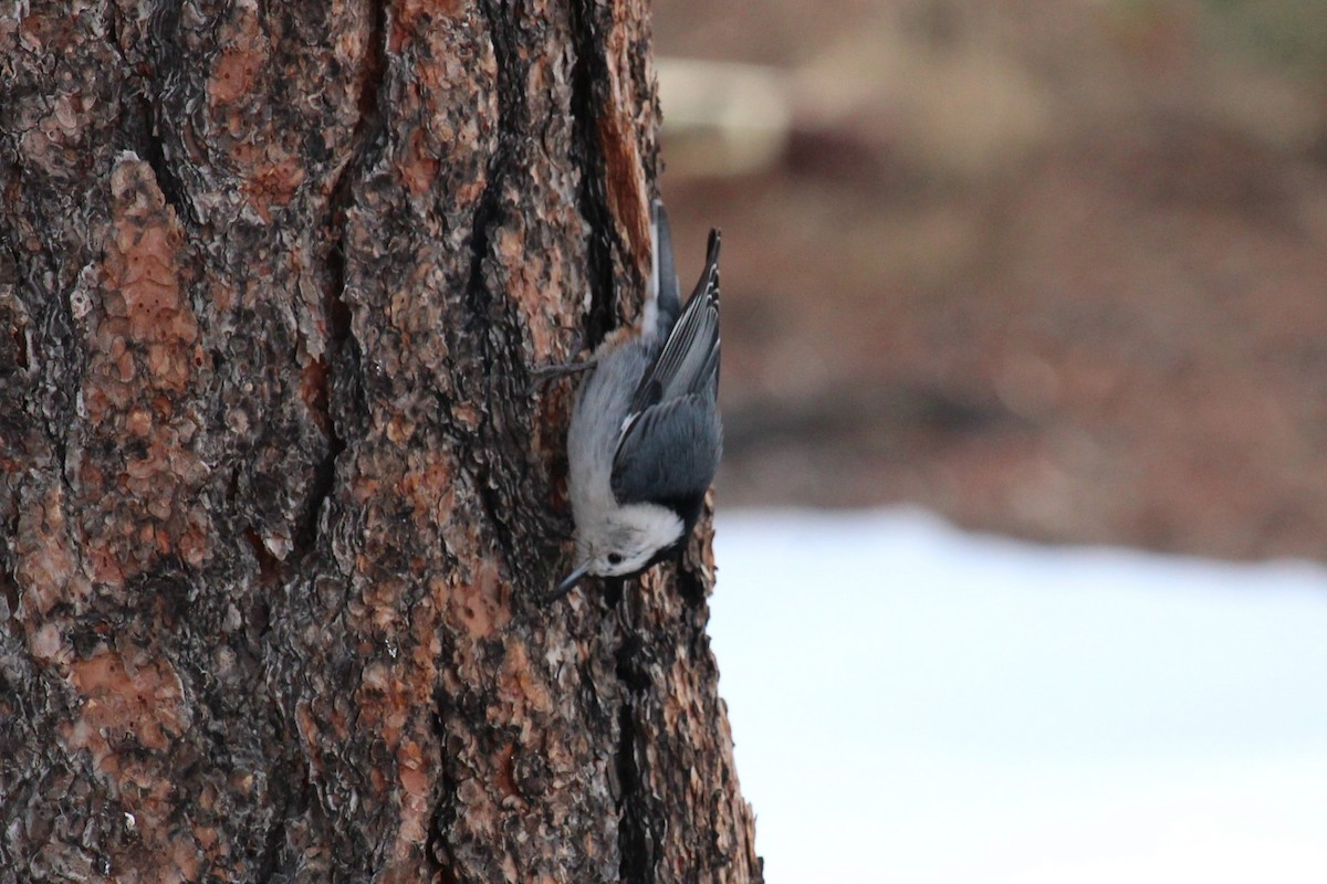 White-breasted Nuthatch - ML614290156