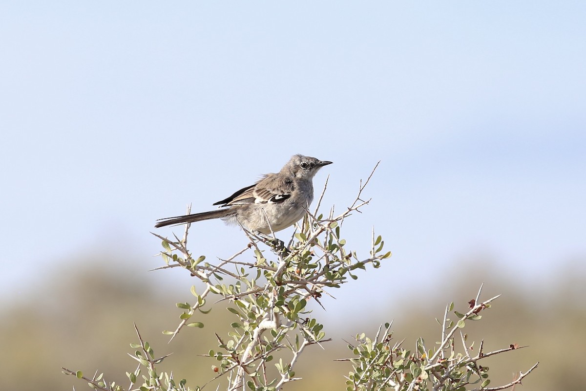 Patagonian Mockingbird - ML614290224