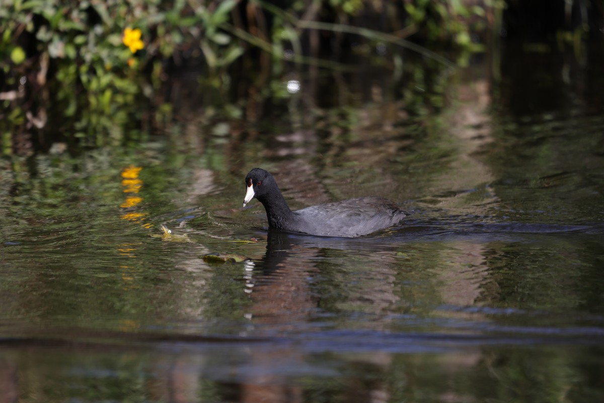 American Coot (Red-shielded) - ML614290293