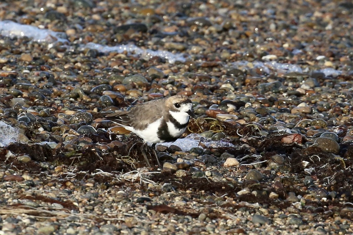 Two-banded Plover - Andrew Eppedio