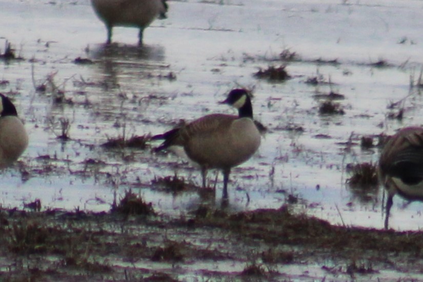 Canada Goose (canadensis Group) - ML614290470