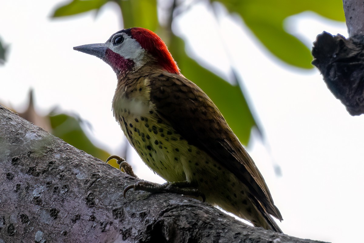Spot-breasted Woodpecker - Carlos Cabal