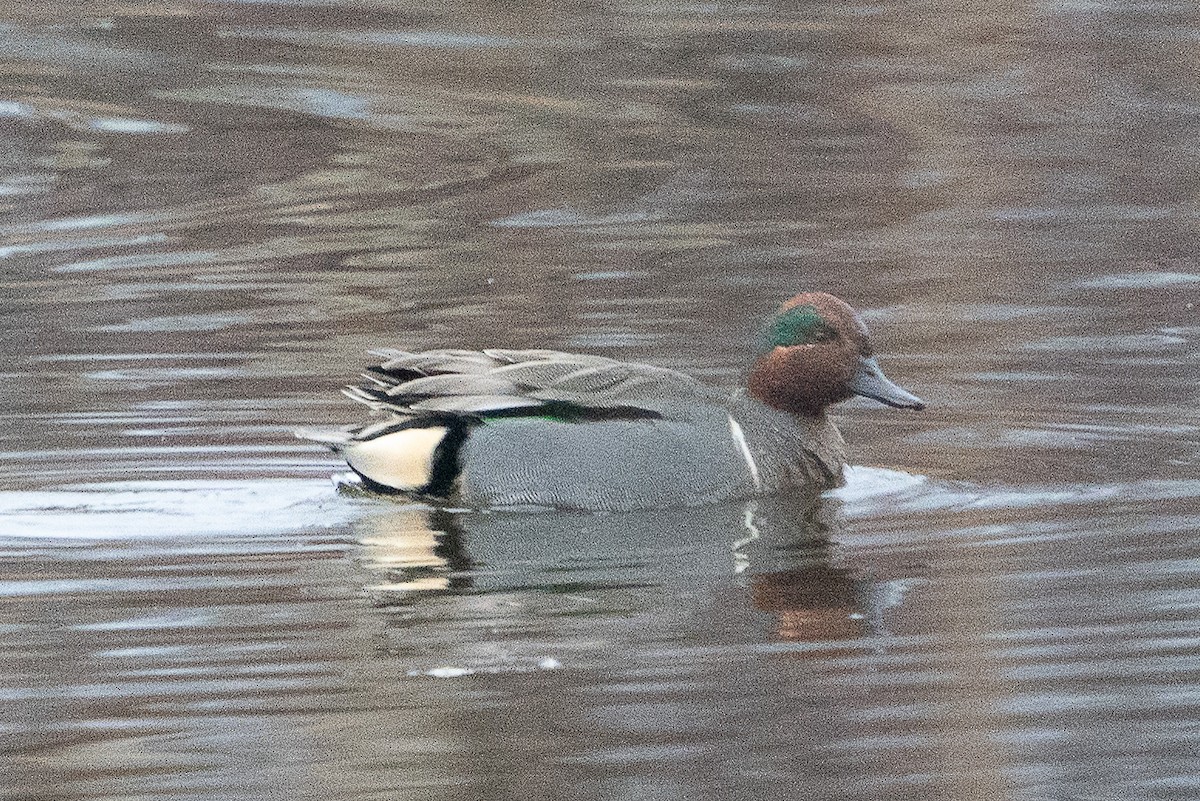 Green-winged Teal - ML614290964