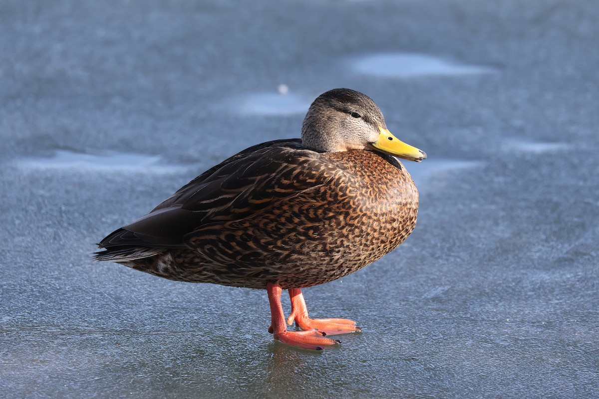 Mexican Duck - ML614291114