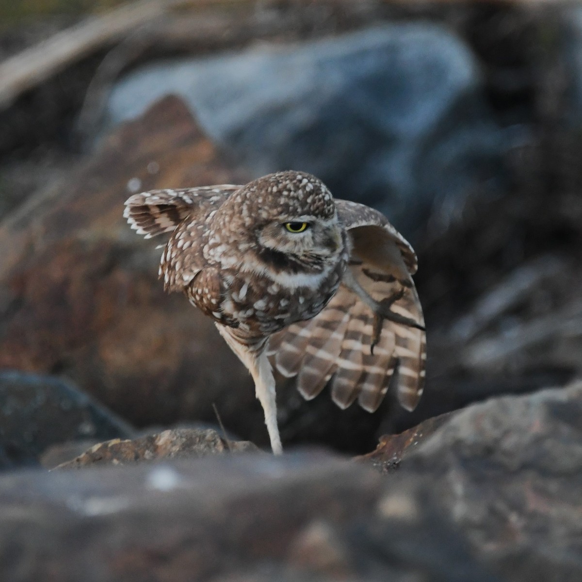 Burrowing Owl - ML614291637
