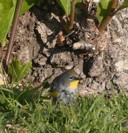 Yellow-rumped Warbler (Audubon's) - ML614291712
