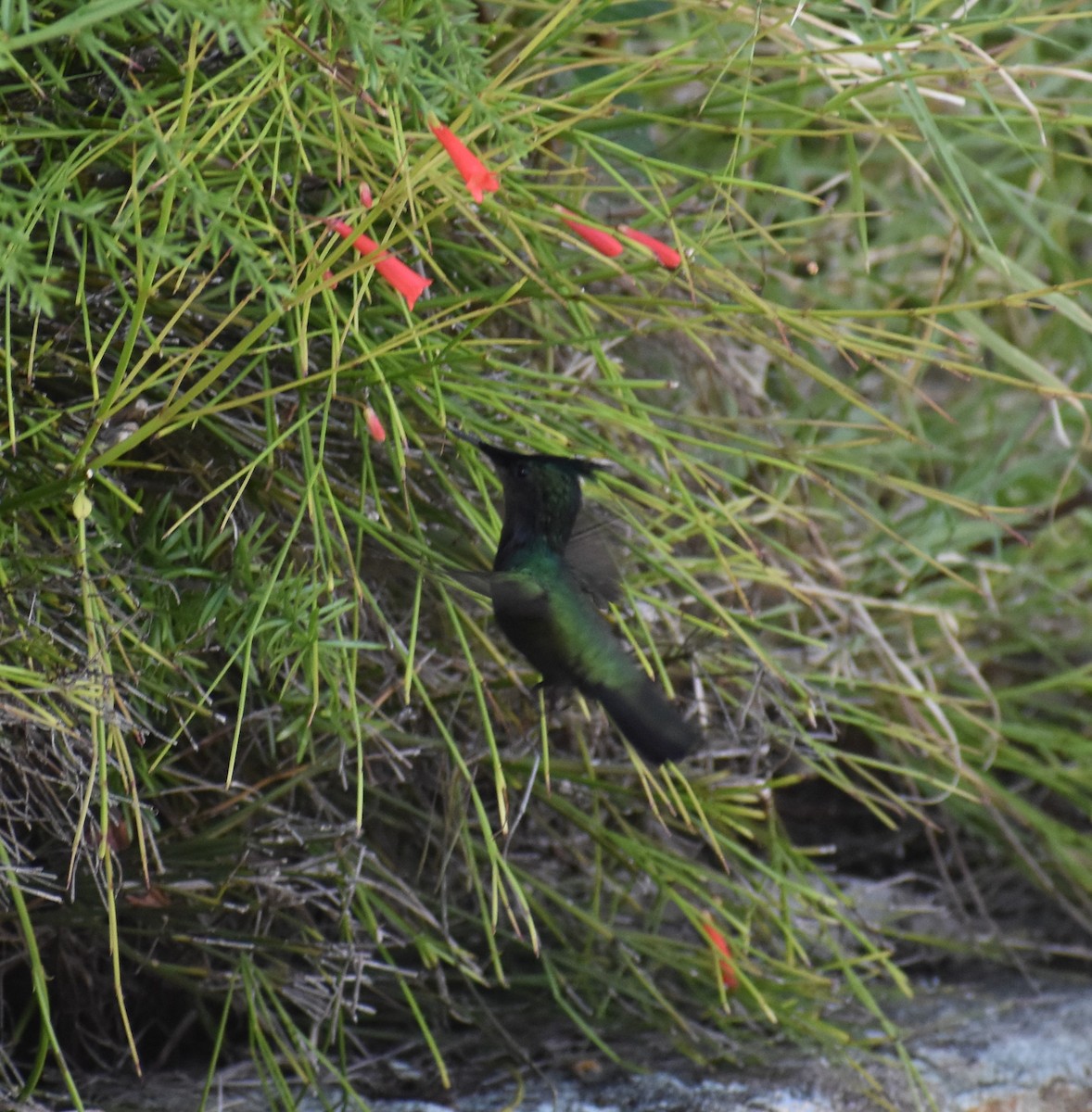 Antillean Crested Hummingbird - ML614291813