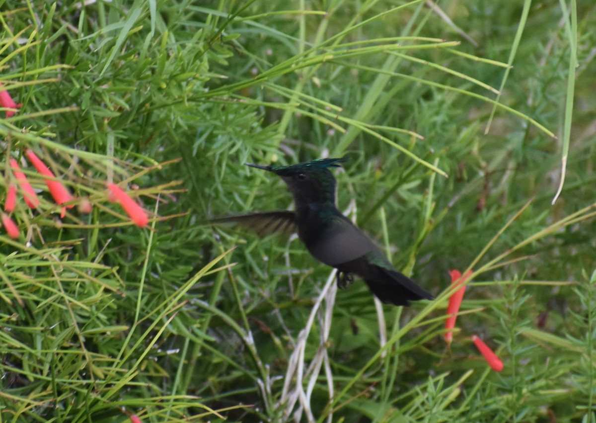 Antillean Crested Hummingbird - ML614291814