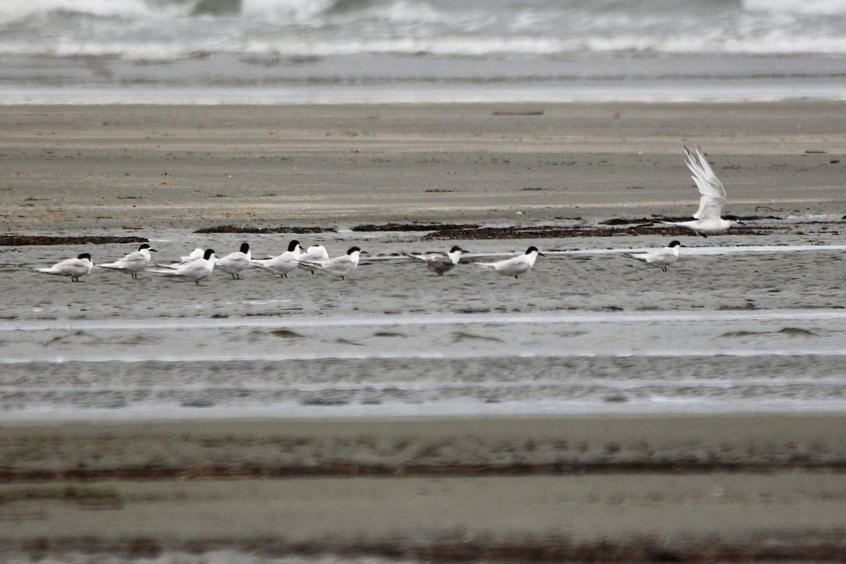 White-fronted Tern - ML614292078